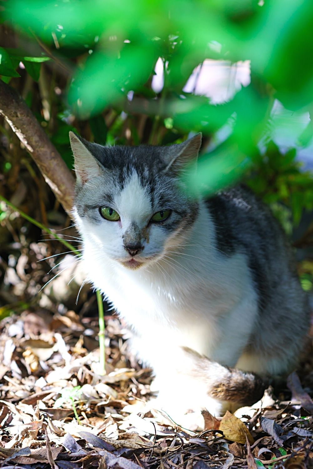 As feral cats are in danger of becoming prey, they naturally don't have scent