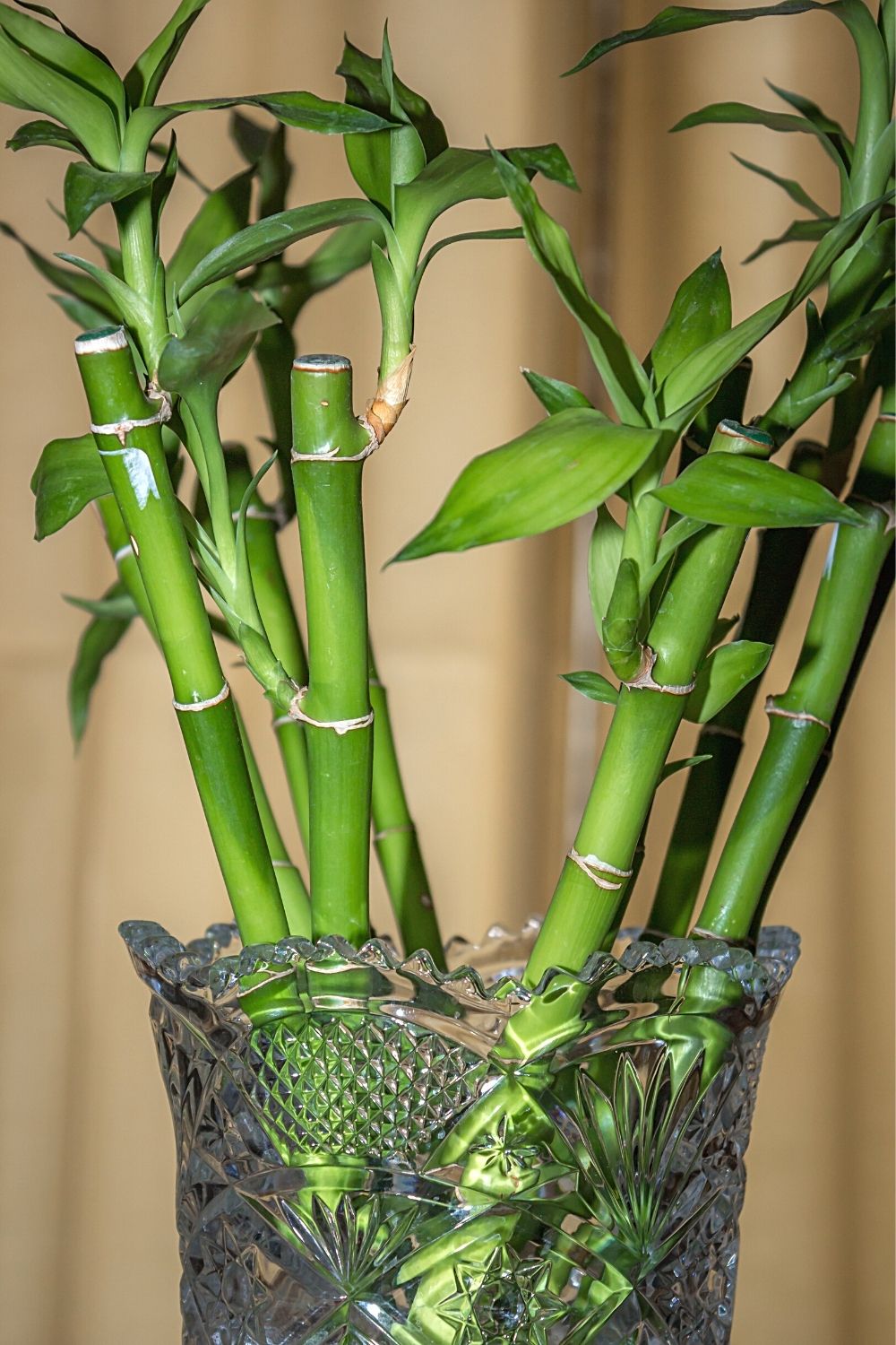 Bamboo Plant offers protection to baby fish like betta fish