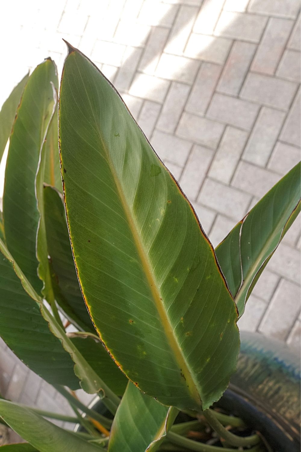 Betta fish love having a Banana Plant grown in their aquarium