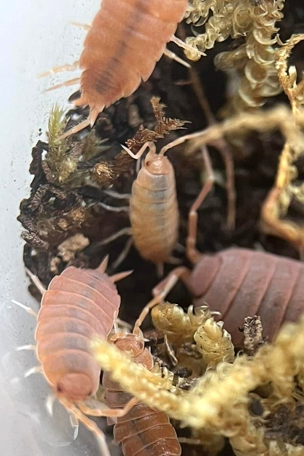 Be careful when handling your powder orange isopod as they have soft exoskeletons