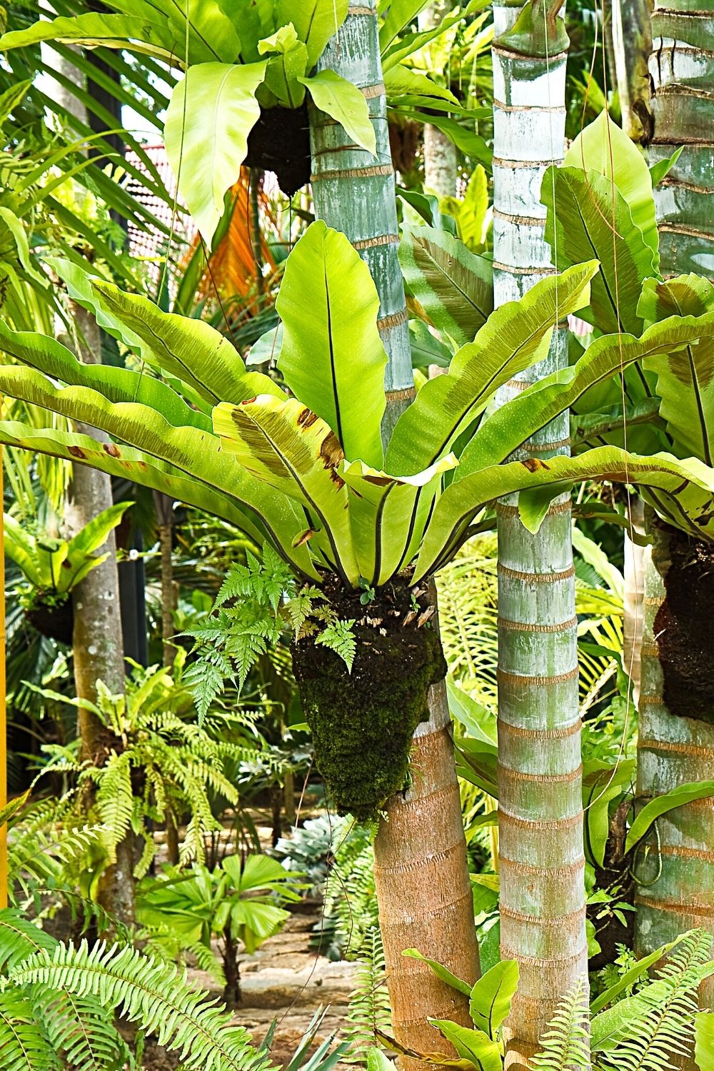 Bird's nest fern is one of the most common ferns that are propagated as houseplants, which makes it perfect to grow in a terrarium
