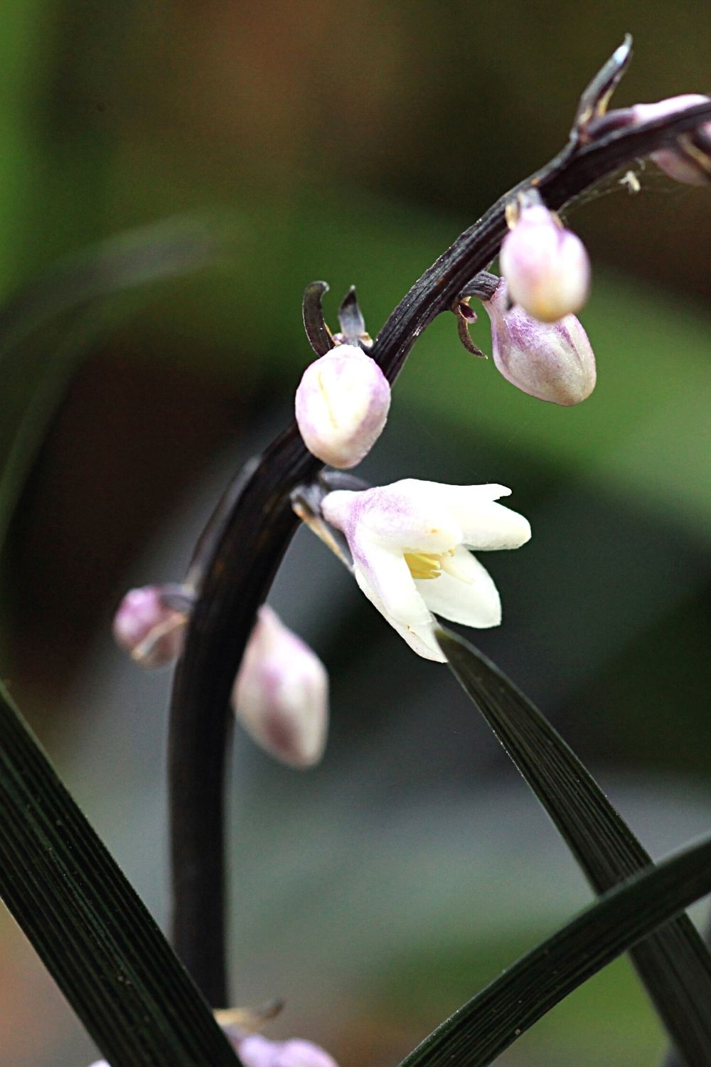 Black Mando Grass, used to be planted in shady areas, is another great option to grow in a terrarium