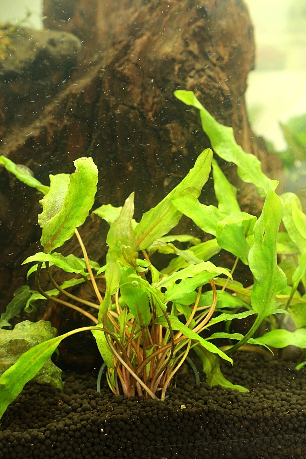 Bucephalandra is an attractive but slow-growing plant that you can grow with your betta fish