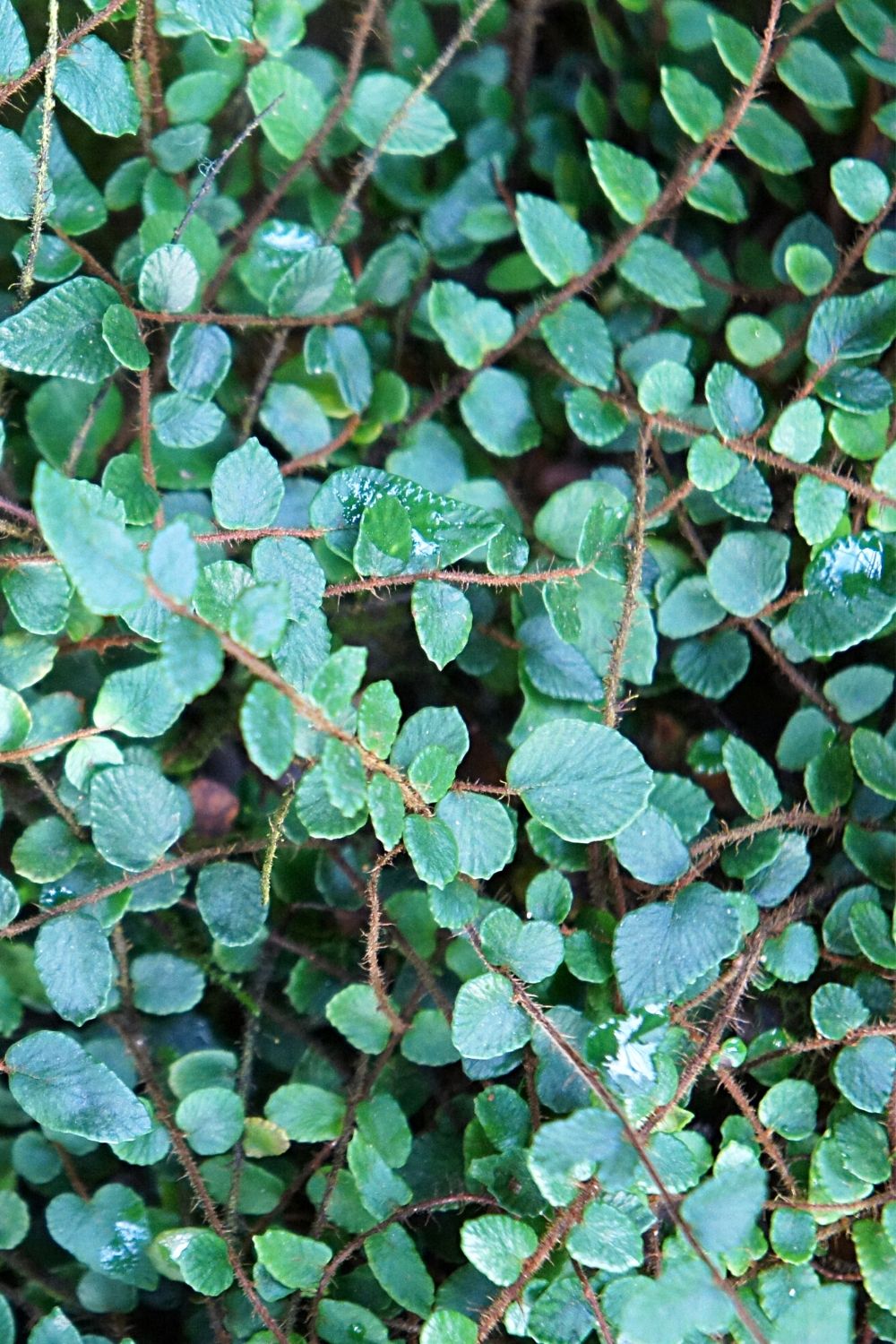 The tiny, round leaves of a Button fern looks great when placed in a terrarium