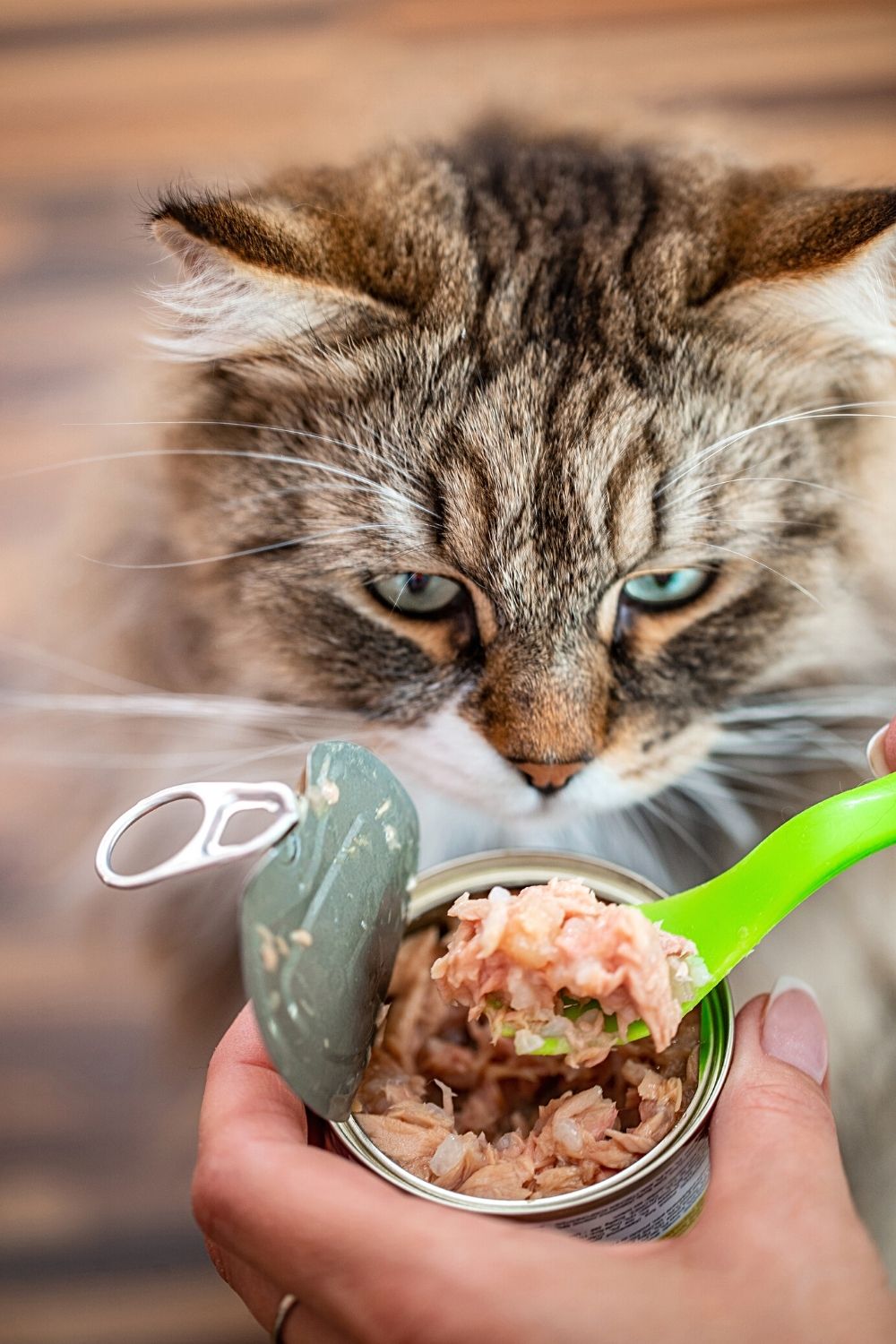 Canned fish is a popular option among cat owners in feeding their felines due to its benefits
