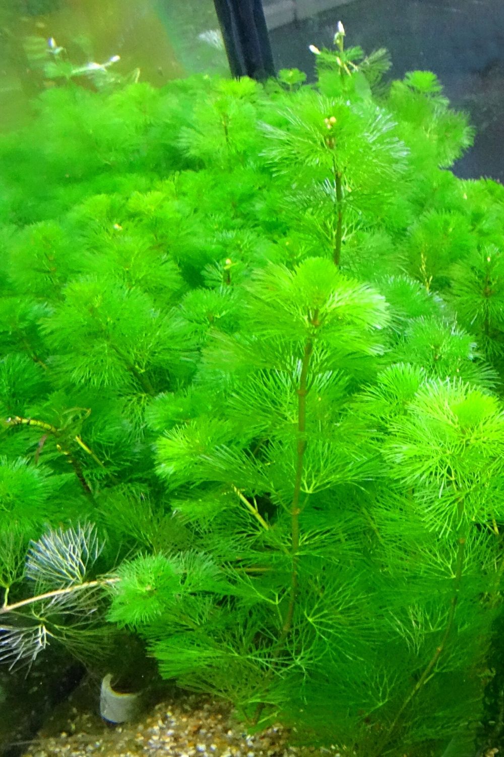 Carolina Fanwort grows at an ideal size for aquariums intended for your betta fishes