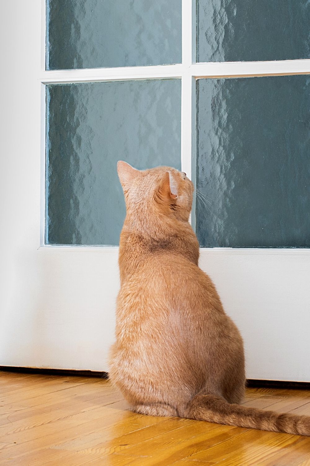 Cats hate closed doors as they need their fur parent's attention