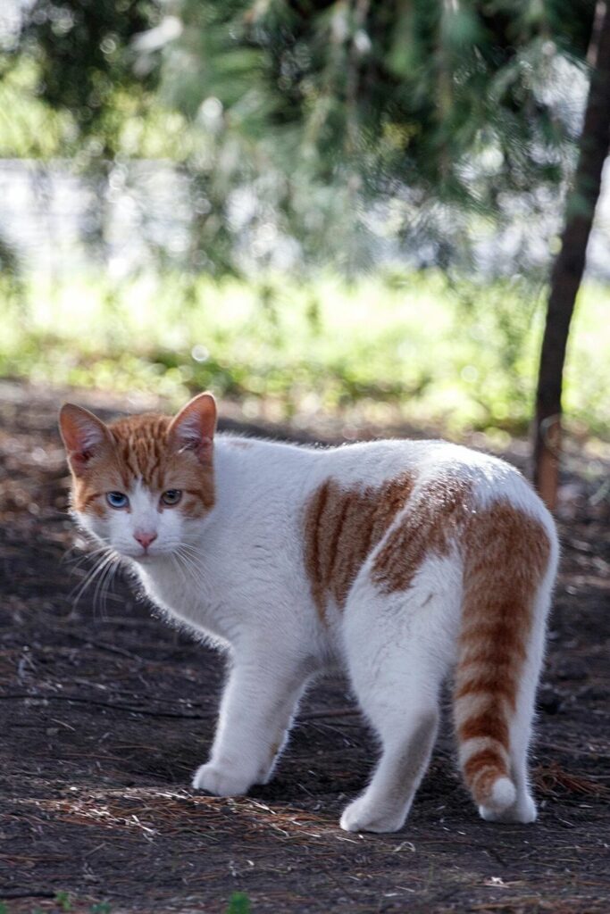 Why Do Cats Cover Their Food? Mystery Solved!