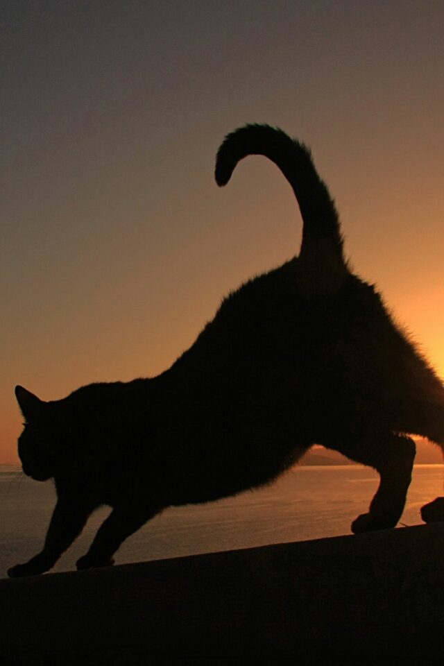 Why Do Cats Make Weird Noises at Night? 6 Curious Reasons