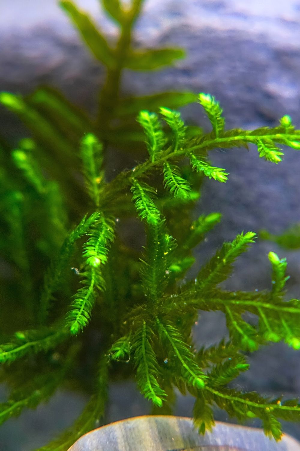 Christmas Moss grows well in a betta fish's tank if the water cycle's maintained well