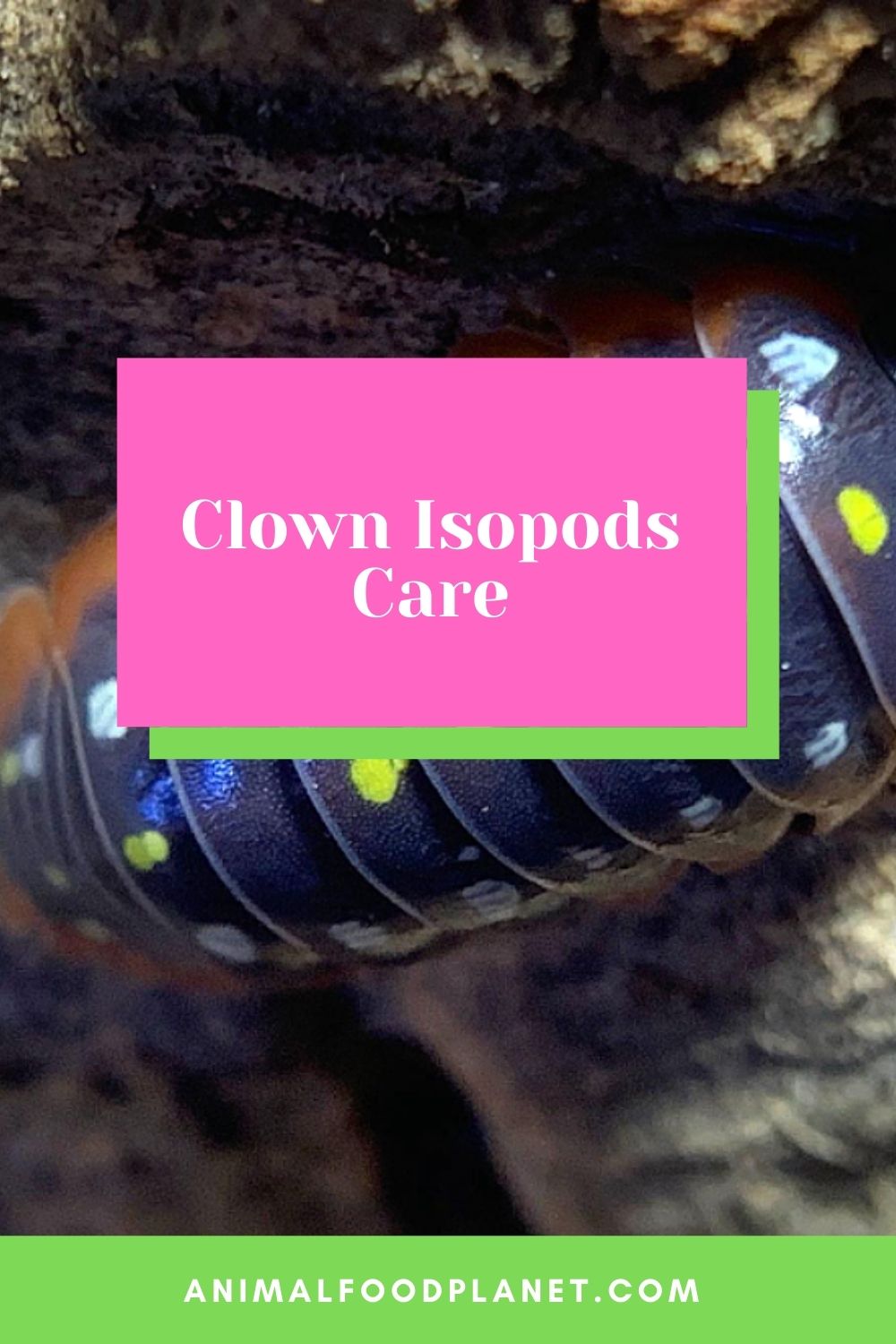 Clown Isopods Care