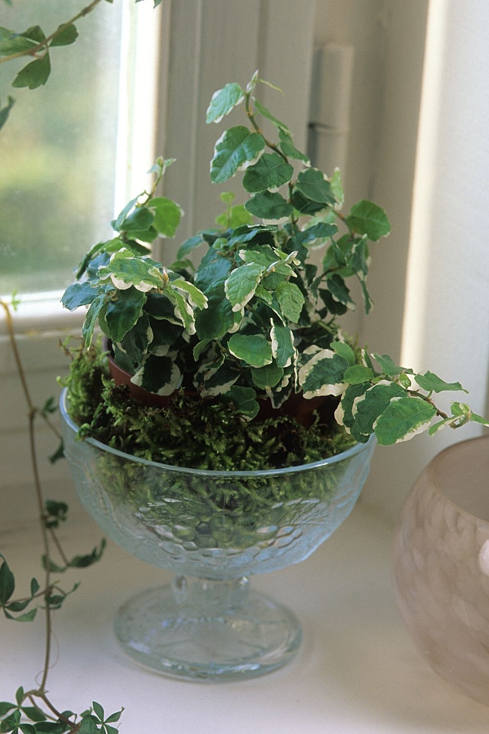 Creeping fig, if grown in a terrarium, closely resembles a forest