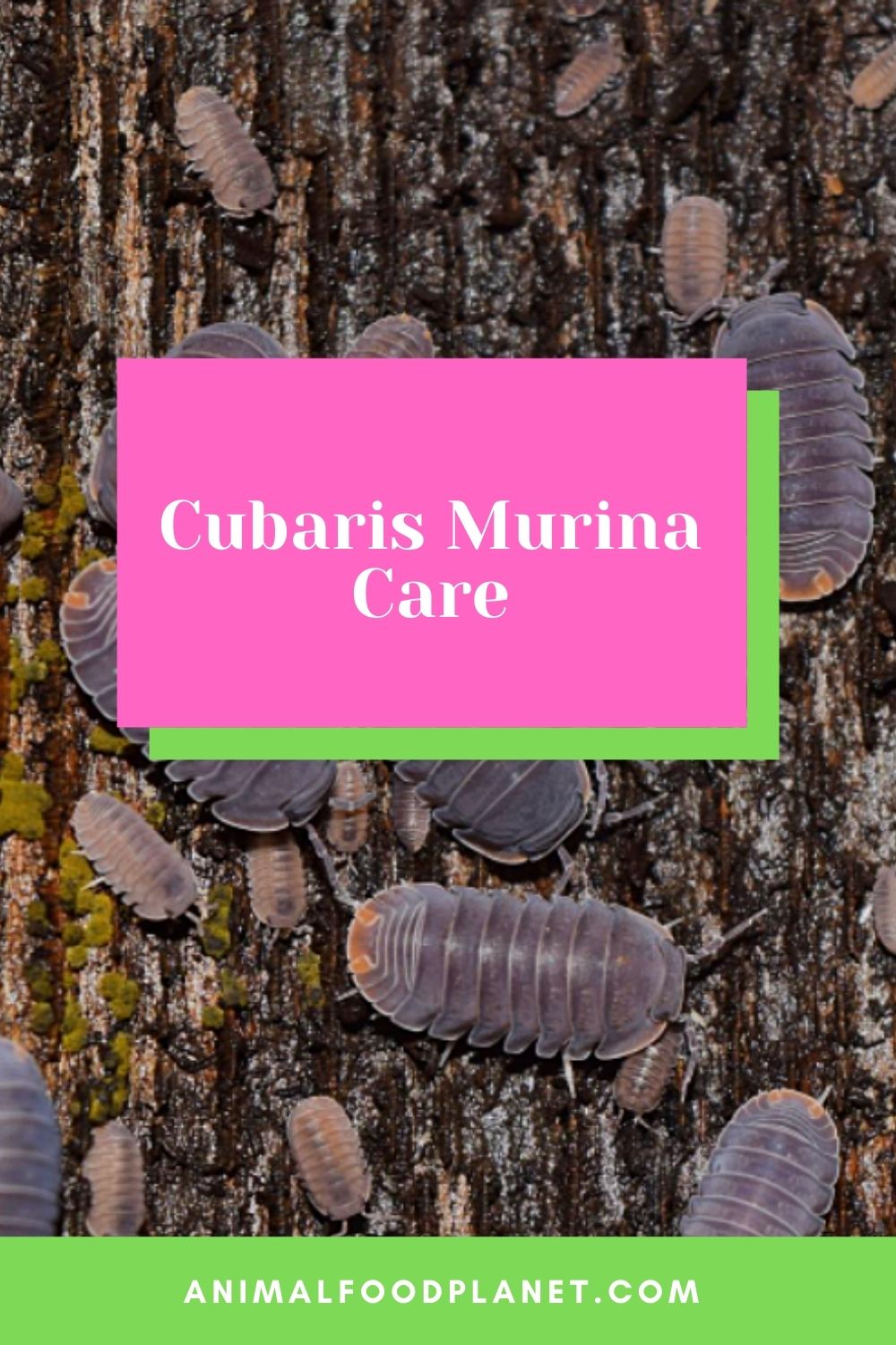 Cubaris Murina Care