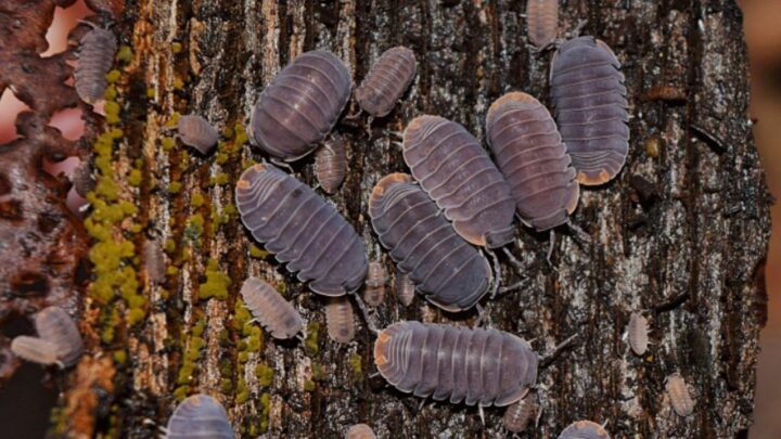 Cubaris Murina Care — Expert Tips!