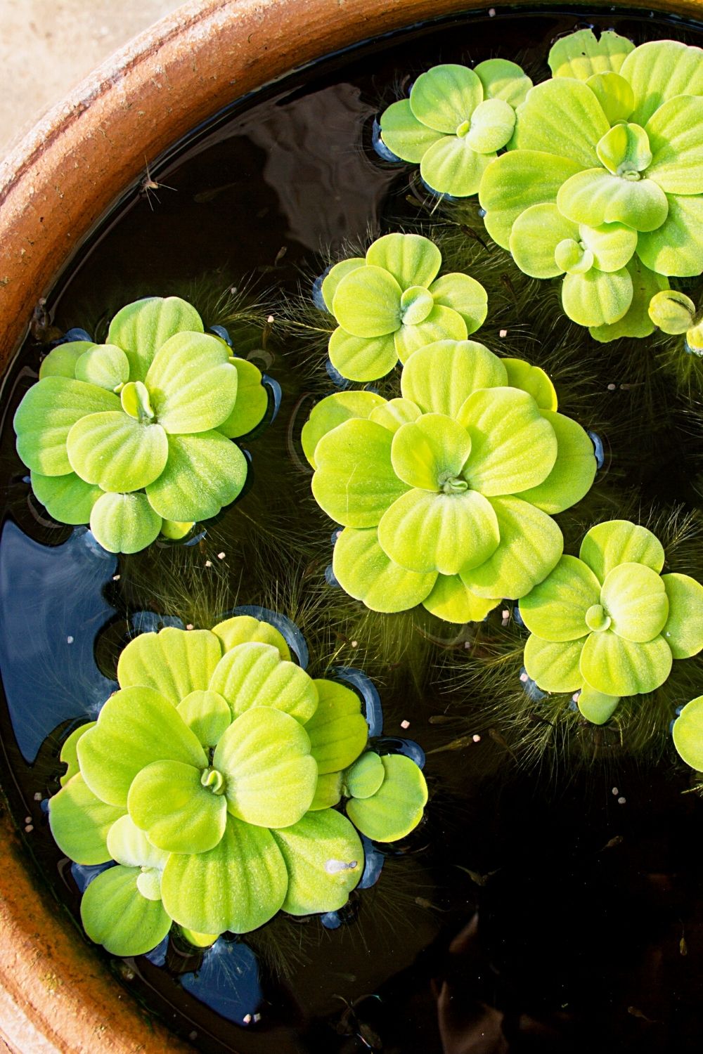 Duckweed helps in lowering the effect of algae in your betta fish's aquarium