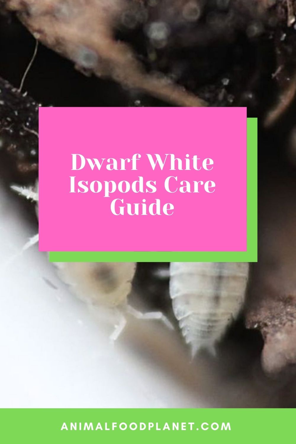 Dwarf White Isopods Care Guide