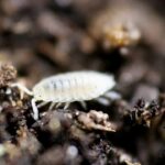 Dwarf White Isopods Care Guide