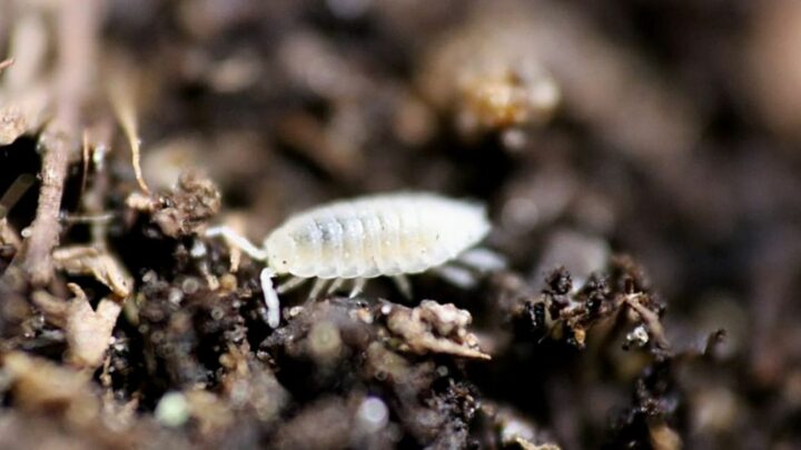 Dwarf White Isopods Care Guide — #1 Best Care Guide