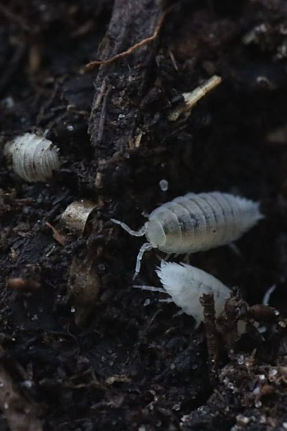 Dwarf White Isopods, due to their small size, prefer to scurry in their ecosystem and stay hidden