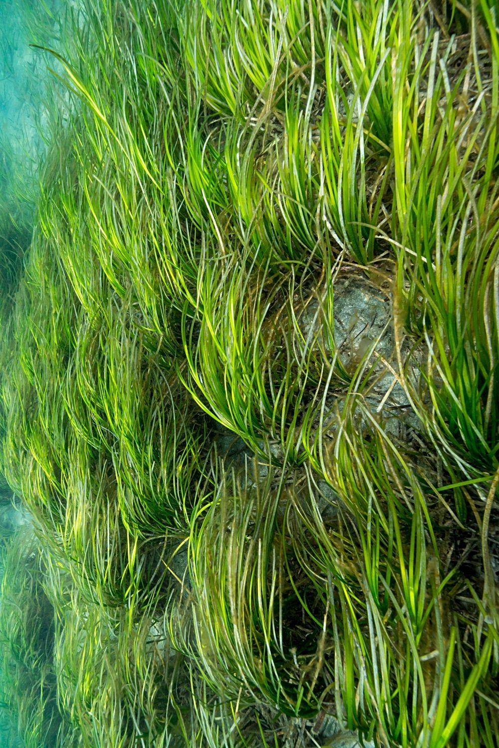 Eelgrass is one of the aquatic plants you'll commonly find in betta fish's tank