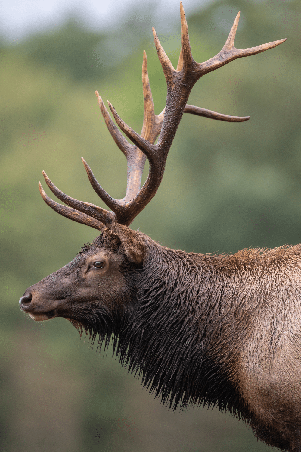 Elk can be Dangerous They have Sharp Massive Horns