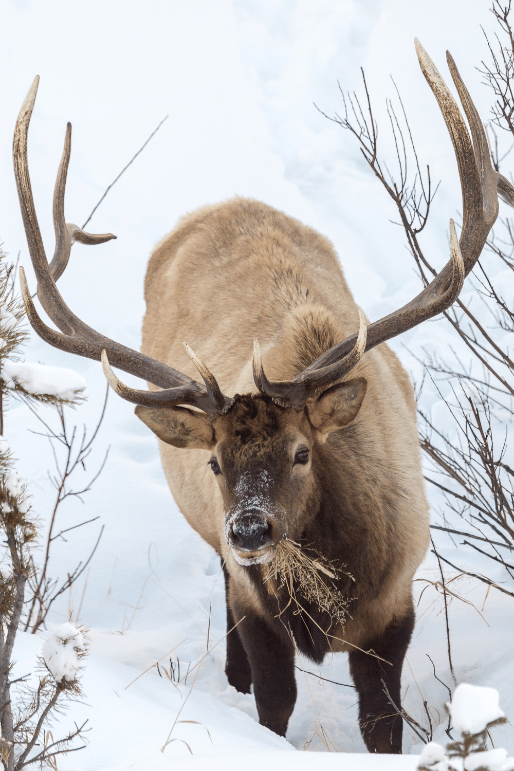 Elk can be Ridden but it is not Practice