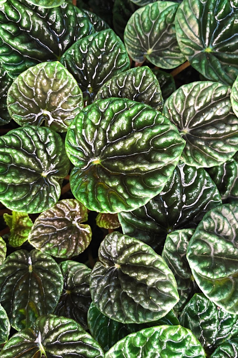 The wrinkled, dark green foliage of the Emerald ripple peperomia will beautify any terrarium you have in your home