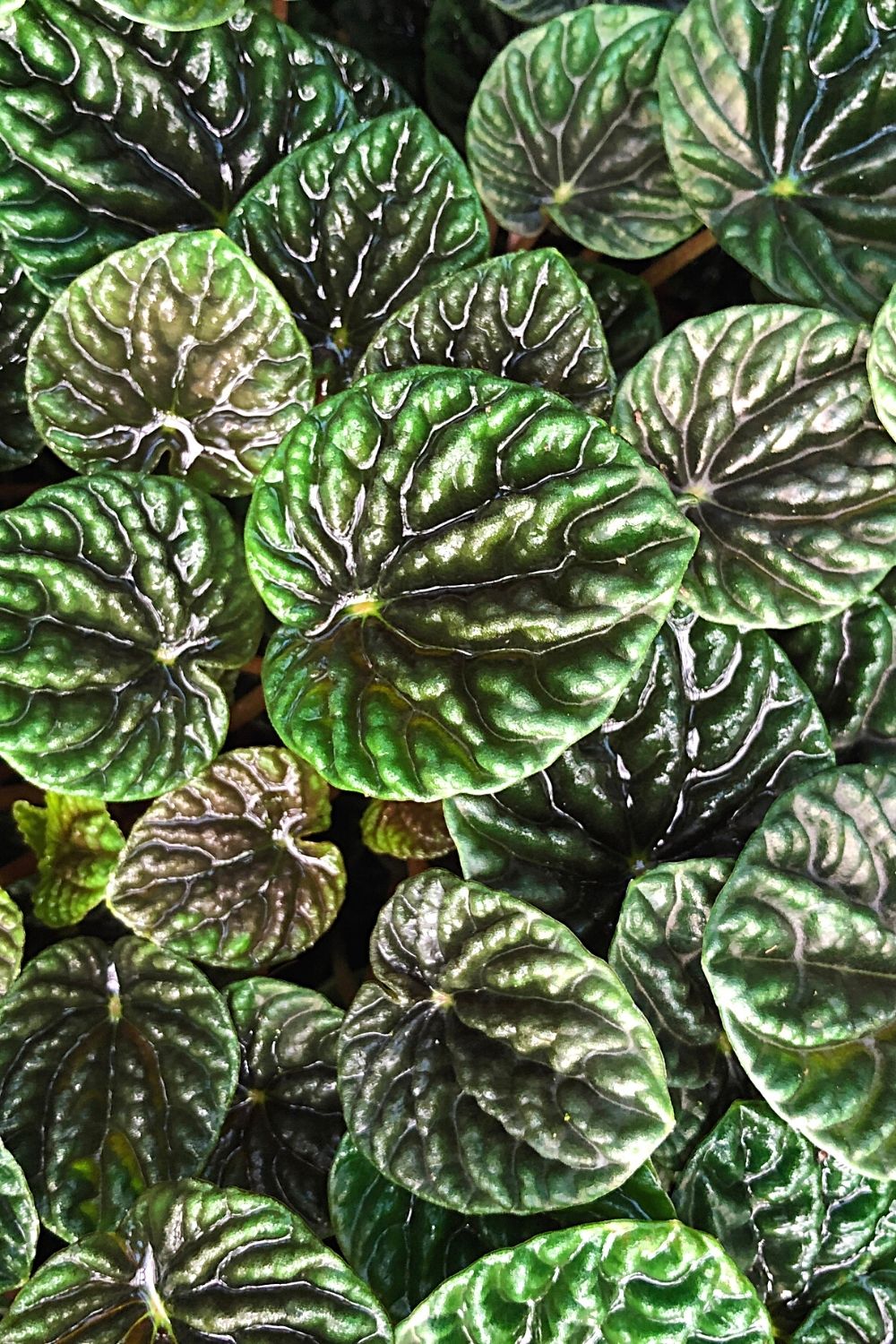 The wrinkled, dark green foliage of the Emerald ripple peperomia will beautify any terrarium you have in your home