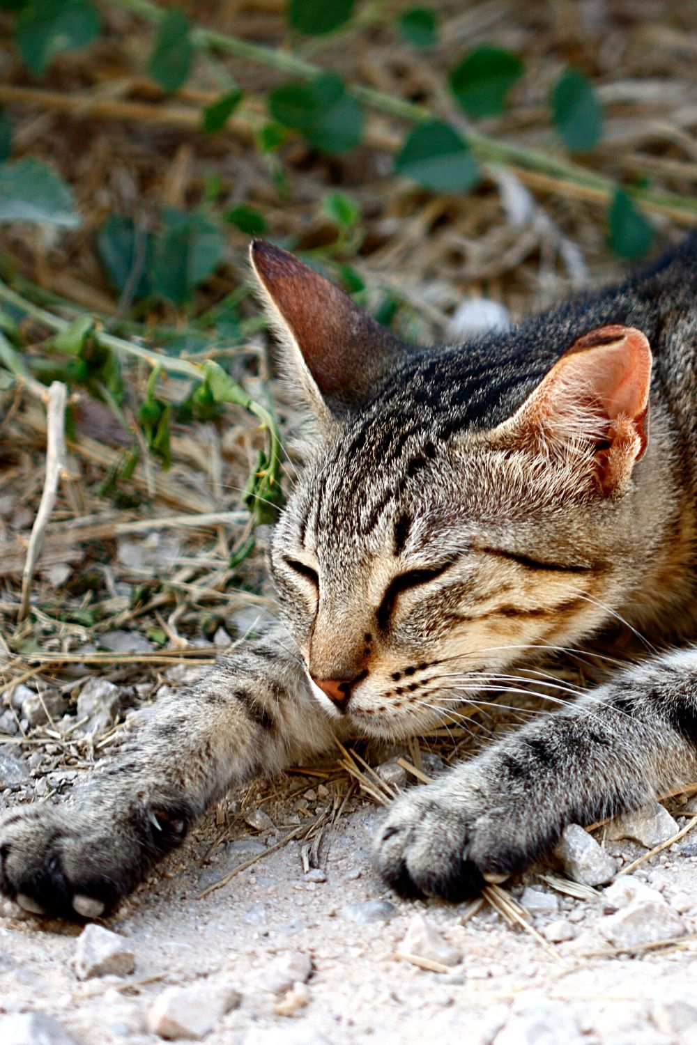 Feral cats won't sleep in areas where humans are as they're not socialized with them