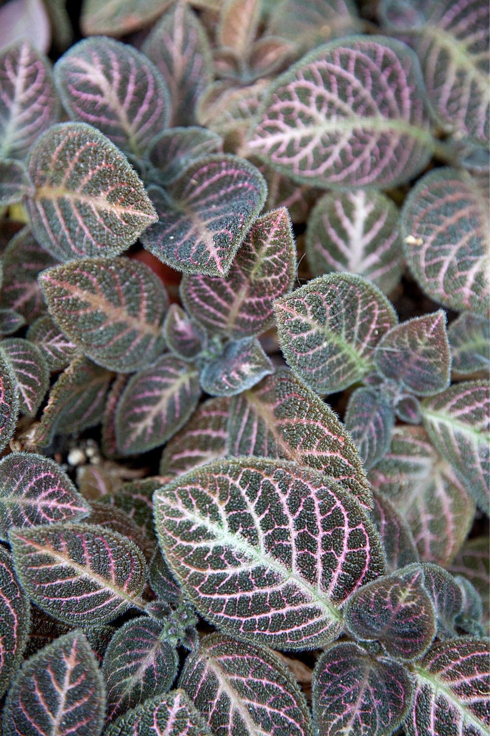 Flame violet is another attractive plant you can grow in a terrarium