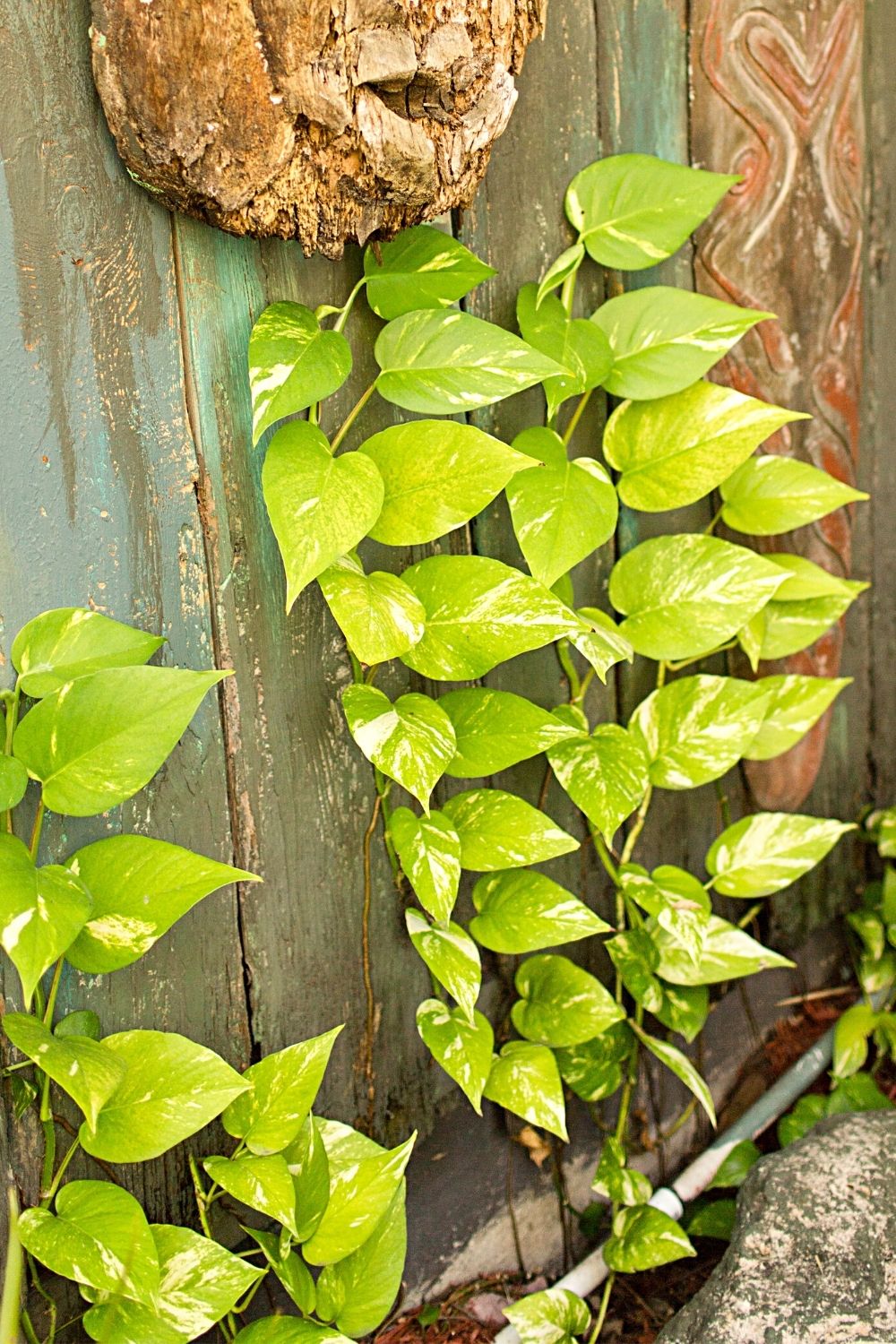 The Golden Pothos is another great plant to grow in a closed terrarium as it grows swiftly