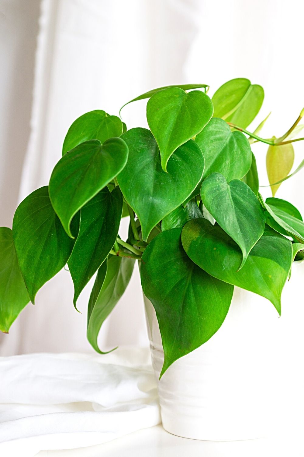 Heartleaf philodendron is another low-maintenance plant you can grow in a terrarium