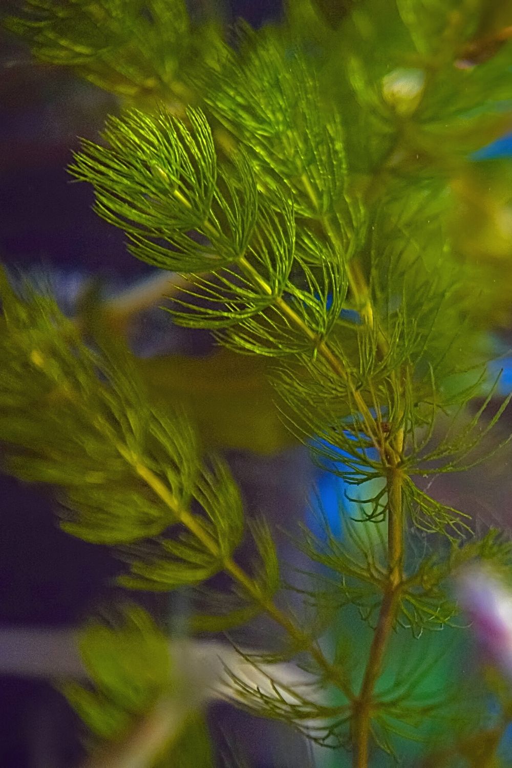 Hornwort is another great plant to grow in your betta fish's tank