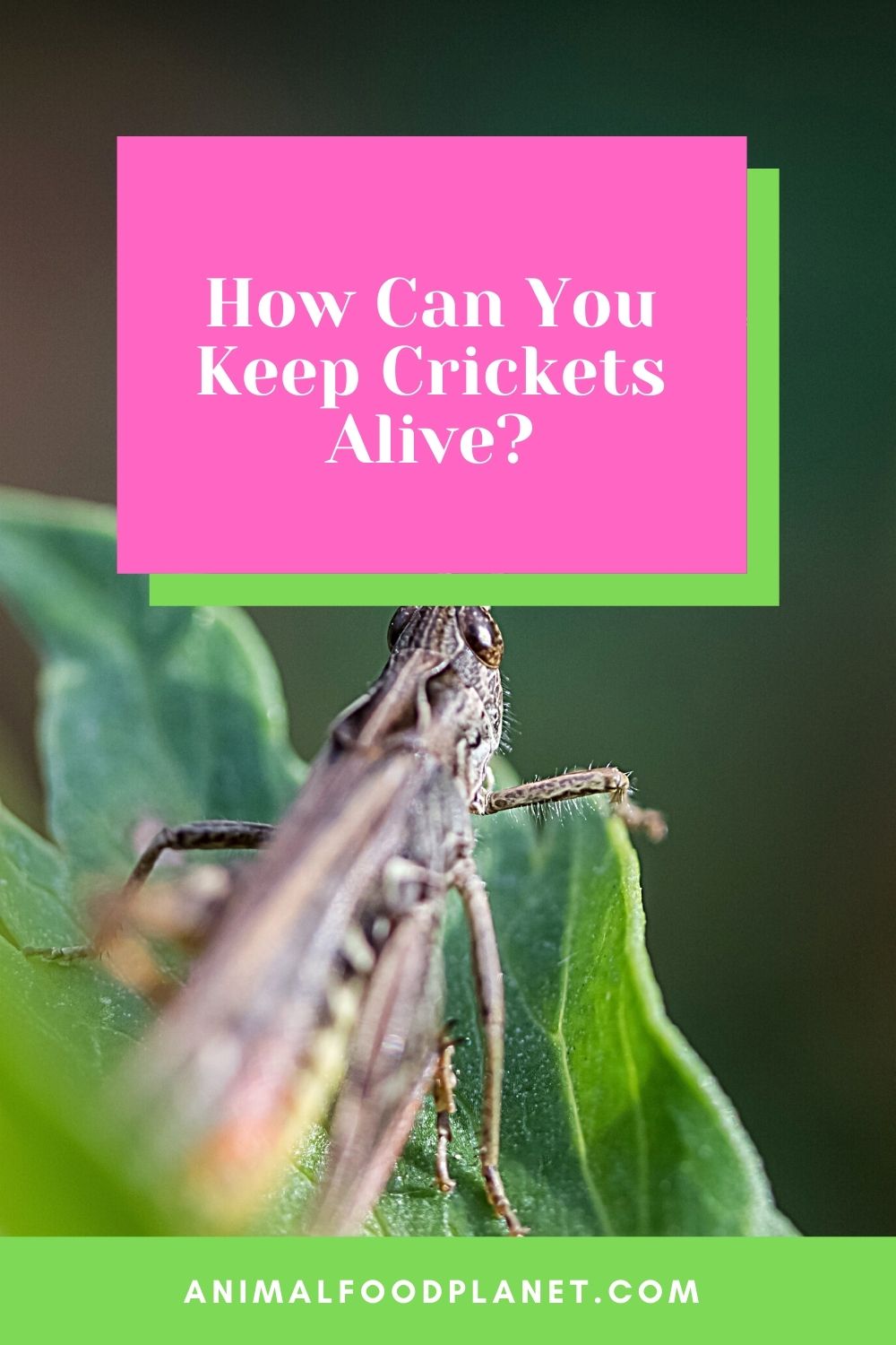 How Can You Keep Crickets Alive