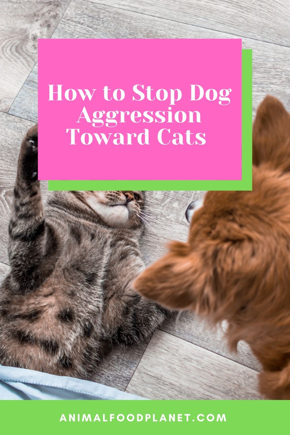 How to Stop Dog Aggression Toward Cats