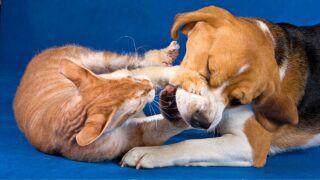 How to Stop Dog Aggression Toward Cats