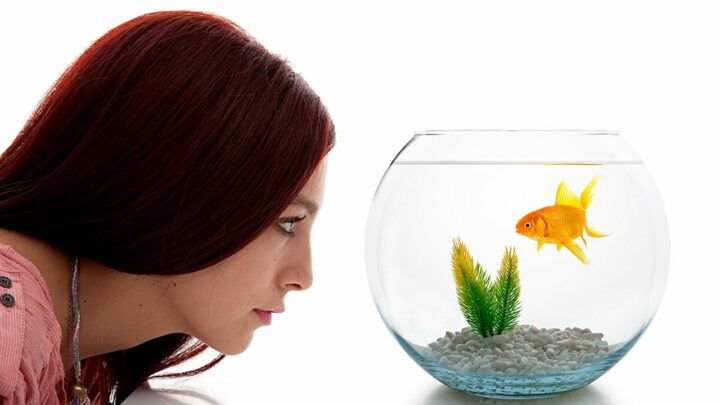 How to Tell if a Goldfish Is Pregnant — 4 Signs To Look For