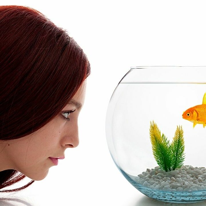 How to Save a Dying Goldfish? Let's See!