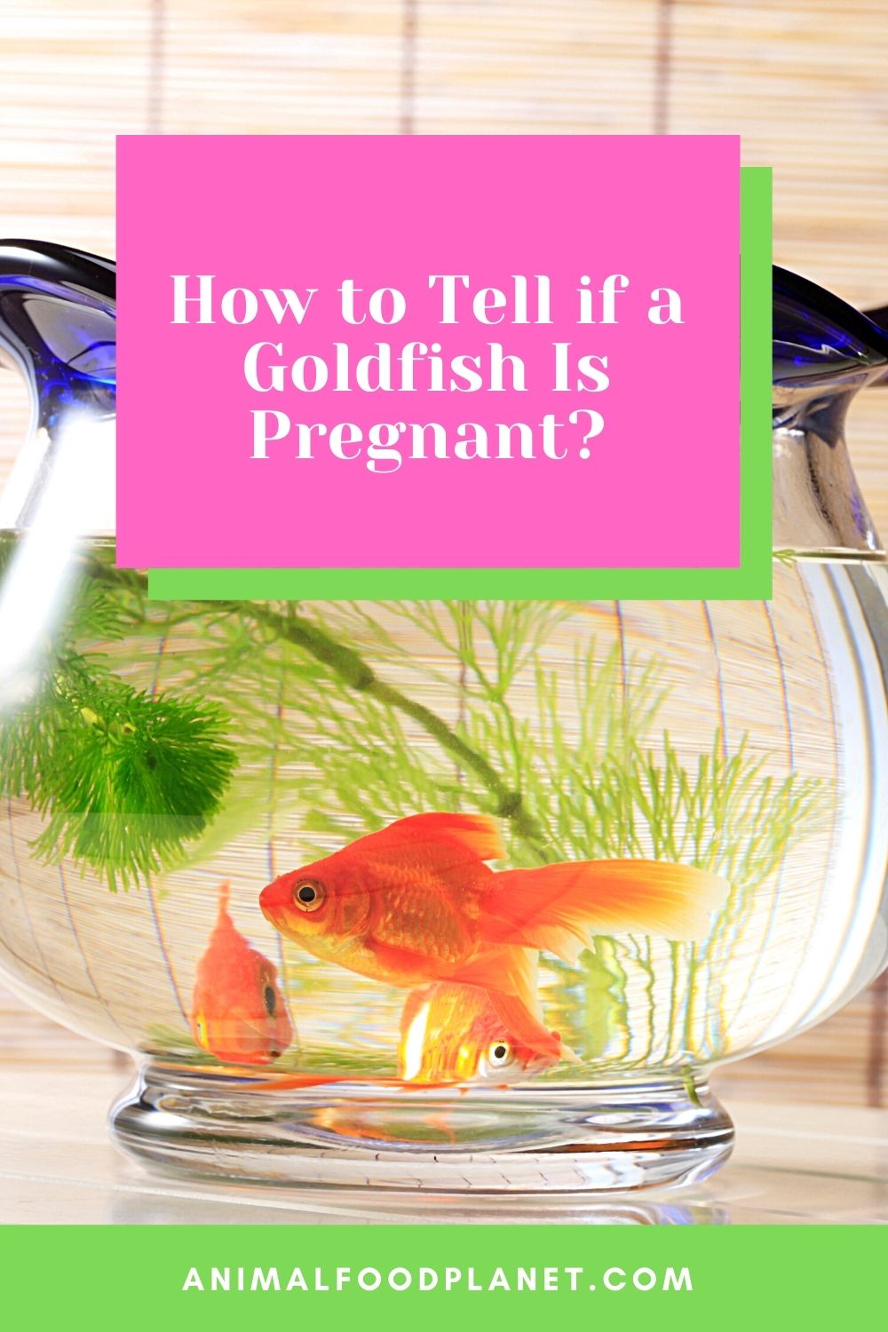 How to Tell if a Goldfish is Pregnant