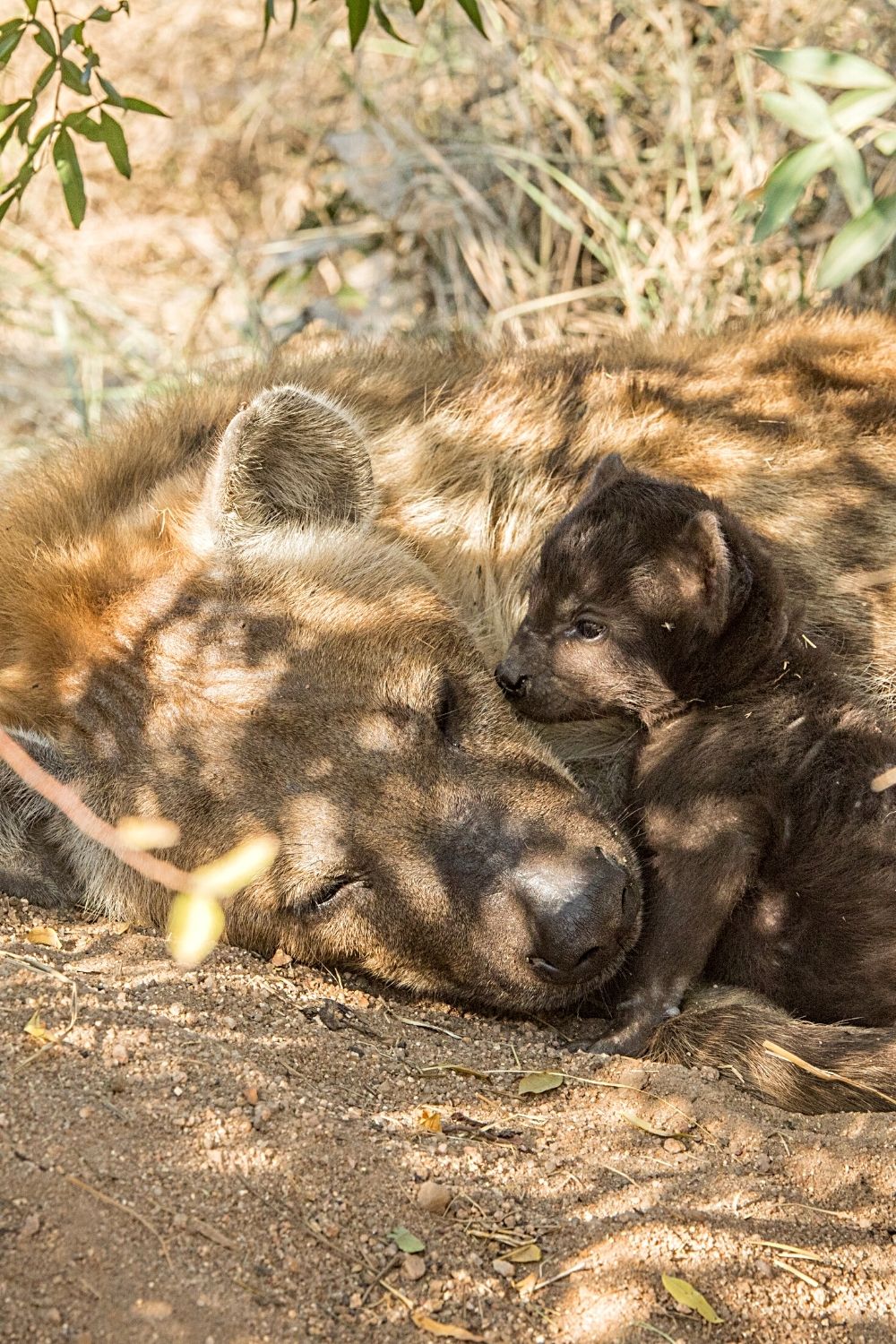 Hyenas are excellent mothers as they tend to their young for the most of their time