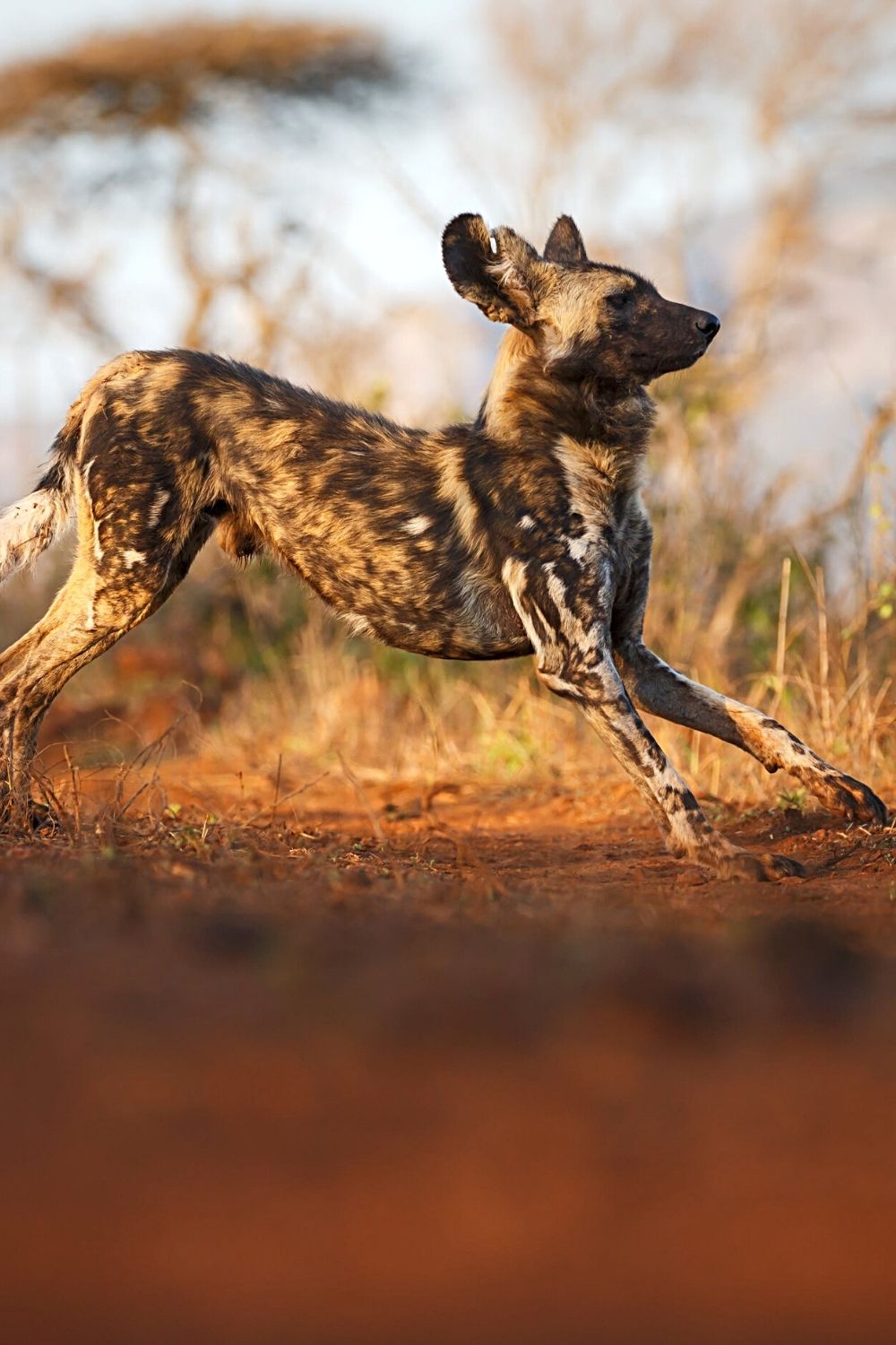 Hyenas can run as fast as 25 miles per hour after chasing their prey