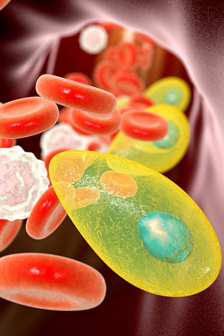 Why Do Cats Smell Good? 5 Amazing Reasons