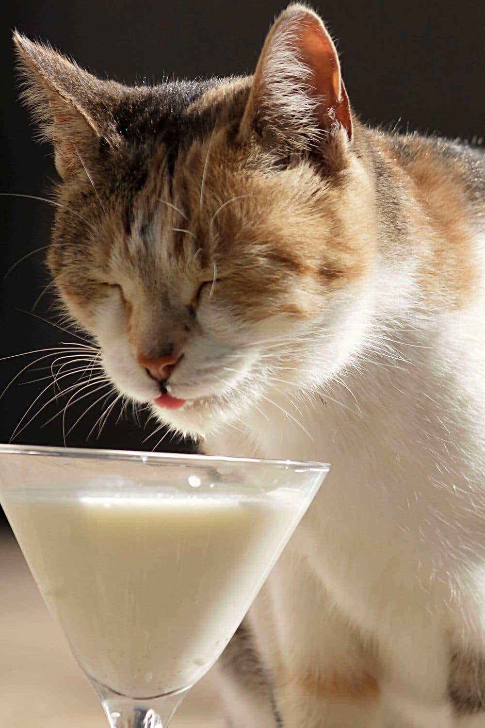If cats are bored, they can drink milk and eventually groom themselves after