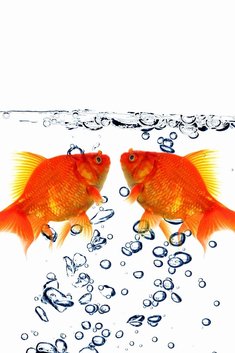 If male goldfish chase your female goldfish, it's possible it is pregnant
