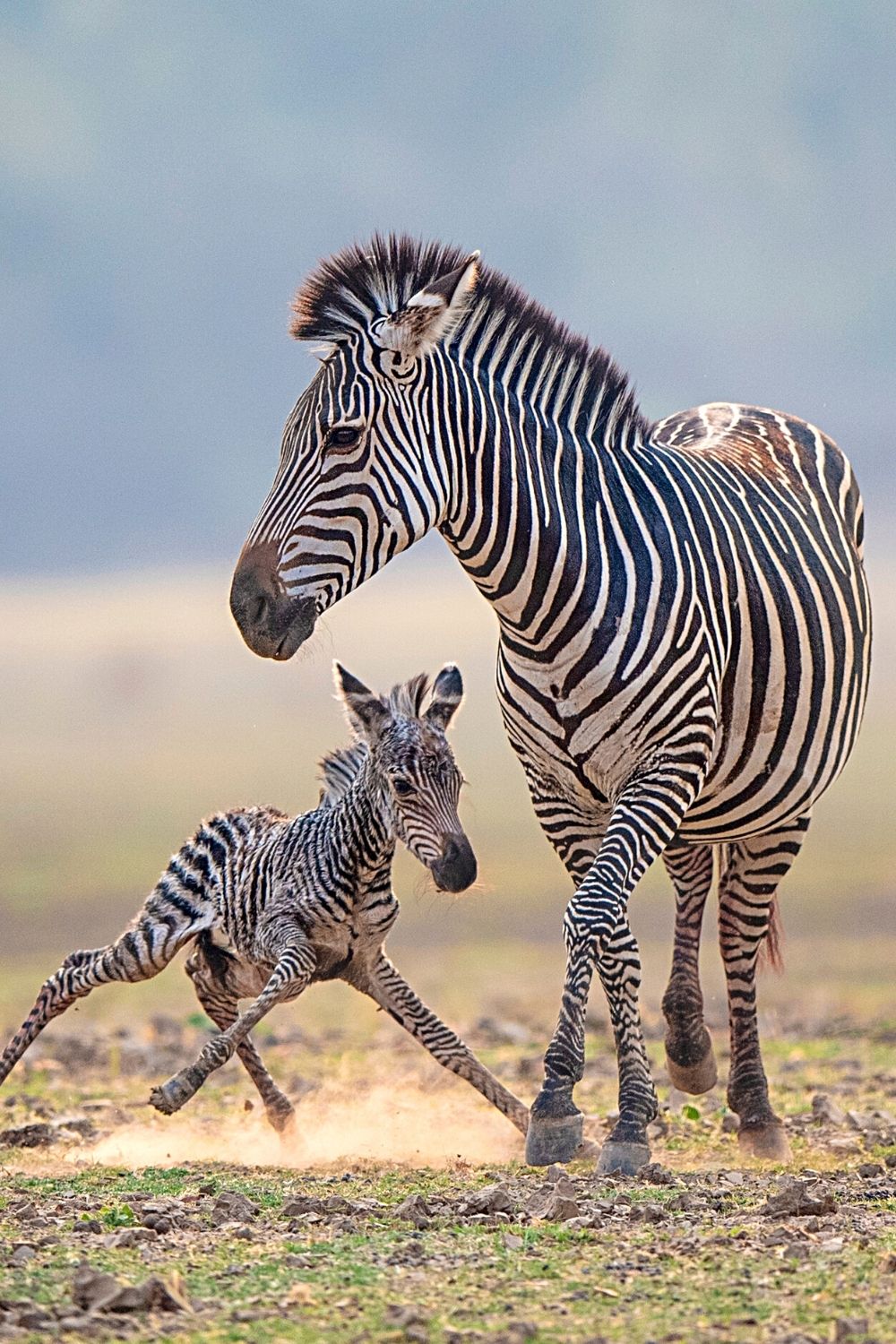 If the Alpha male isn't the father of the zebra foul, it will kill the newborn as soon as he notices it stand