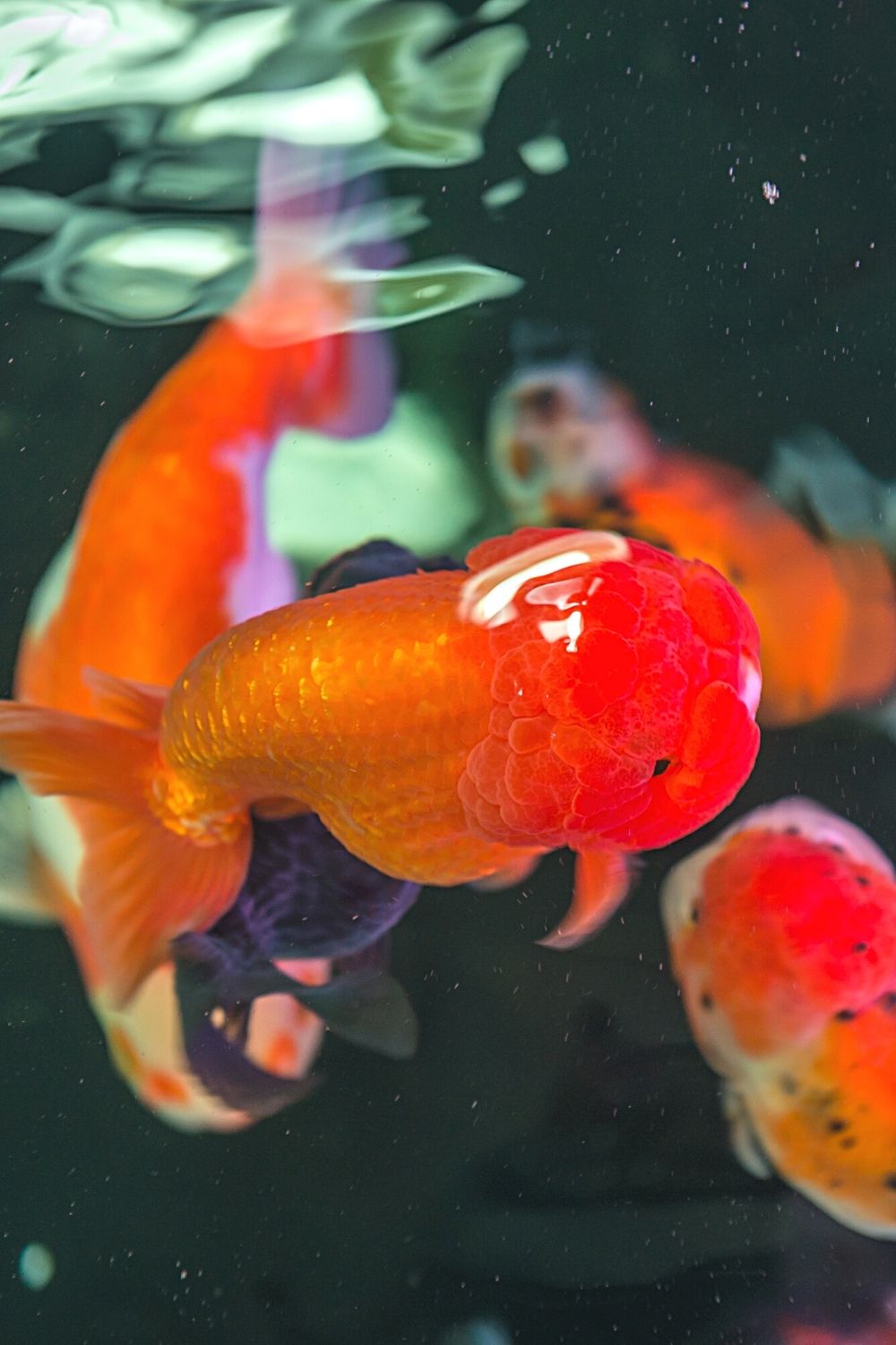 If the stomach of a female goldfish appears fatter on one side than the other on a top view, it's pregnant