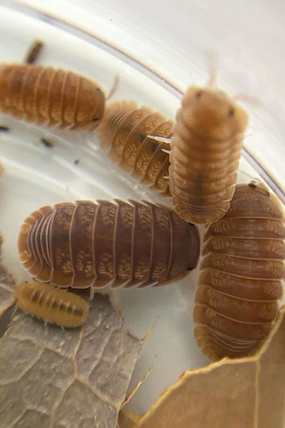 If you keep 12 Cubaris Murina isopods in a 1-liter tank, they'll grow to 25 isopods in 2-3 weeks