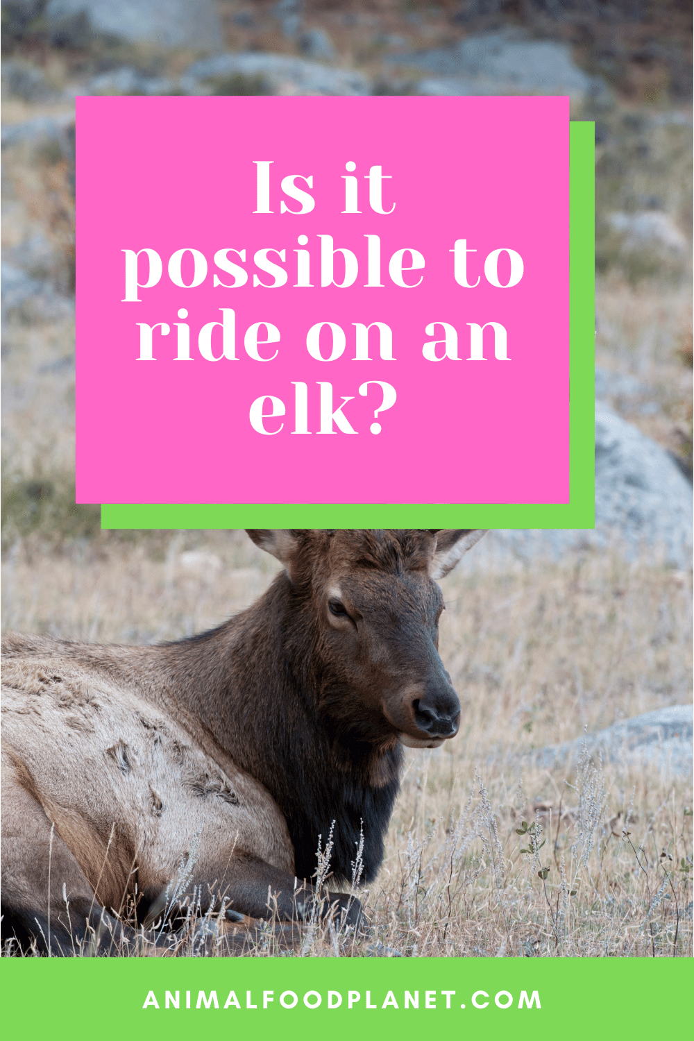 Is it possible to ride on an elk?