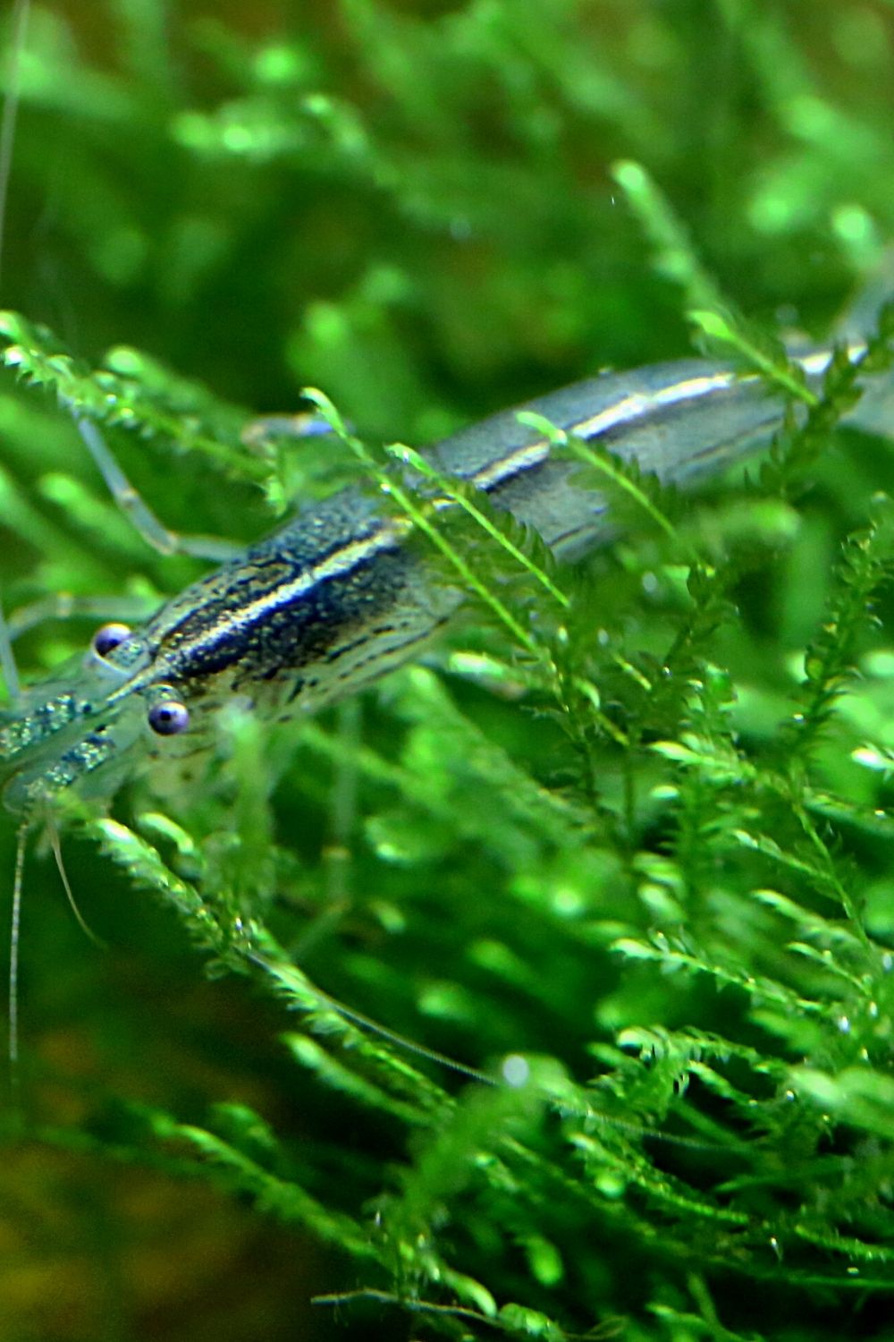 Java Moss is another aquatic plant suitable for betta fish as they tend to stay behind their leaves