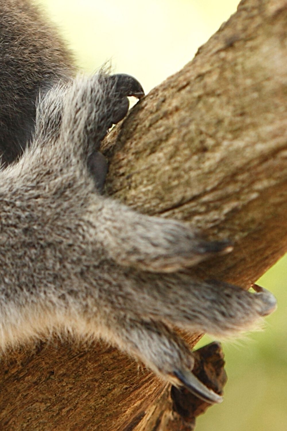 Koalas also have sharp claws to aid them dig deep into trees, which can easily cut through human skin